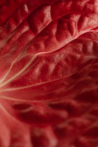 Kaboompics - Red Leaf Veins Converging at a Lower Corner in a Vertical Texture Crop