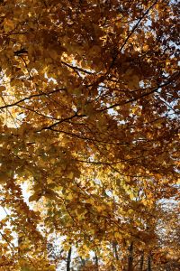 Kaboompics - Sunlight Shining Through Golden Autumn Leaves