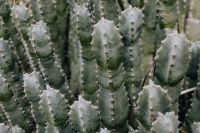 Kaboompics - Blue-Green Columnar Cacti Covered in Fine Spines