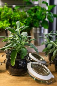 Potted Sage Herbs in Glass Jars on a Kitchen Table