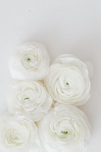 Kaboompics - Vertical Cluster of White Ranunculus Blooms on Pale Neutral Surface
