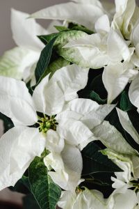 Kaboompics - White Poinsettia Close Up for Christmas Decor
