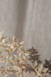 Kaboompics - Pale Dried Foliage Branch Casting a Dark Wall Shadow
