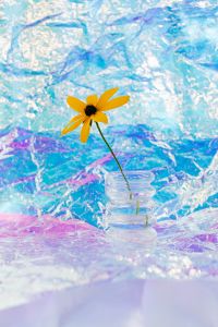 Kaboompics - Yellow Flower in Glass on Blue Holographic Foil for Product Campaigns