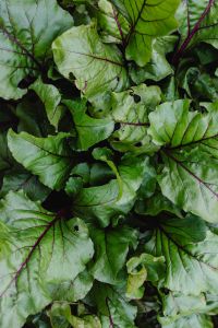 Kaboompics - Close-Up of Green Beetroot Leaves with Purple Veins