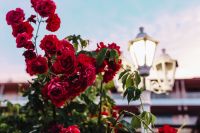 Kaboompics - Roses of Bulgaria
