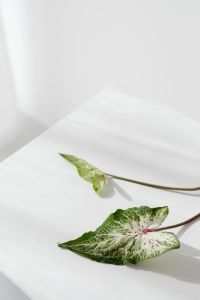 Kaboompics - Caladium Leaves with Copy Space for Botanical Blog Graphics