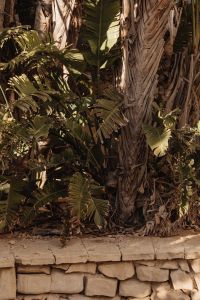 Kaboompics - Tropical Foliage and Palm Tree Trunk Texture