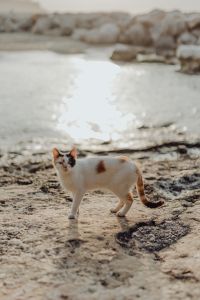 Kaboompics - White and Orange Cat Standing at the Waterline