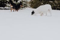 Kaboompics - Wide Winter Pet Photo of White-and-Black Dog Sniffing Snow with Companion in Background