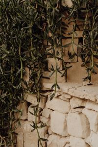 Kaboompics - Trailing Succulent Vines over a Stone Wall
