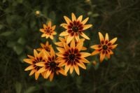 Kaboompics - Orange Flower Motion Blur Texture