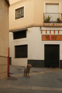 Kaboompics - Dog on a Quiet Malaga Street
