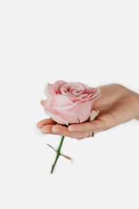 Kaboompics - Holding a pink rose