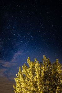 Kaboompics - A trees under the starry sky