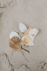 Kaboompics - Seashells on Wet Sand by the Sea