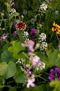 Kaboompics - Burgundy Zinnia Surrounded by Wildflowers