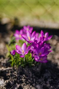 Kaboompics - Purple crocuses blooming in spring