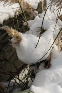 Kaboompics - Snow-Covered Ornamental Grasses in Soft Light
