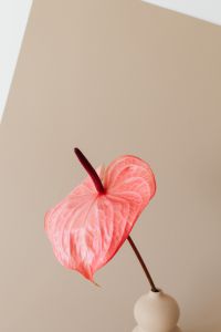 Kaboompics - Pink Anthurium on Angled Beige Background with Open Copy Space