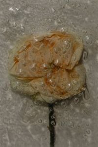 Kaboompics - Ochre Flower Seen Through Water-Dappled Glass, Neutral Abstract Botanical Background