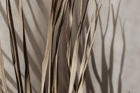Kaboompics - Dried Reed Grasses and Long Shadows in Close-Up
