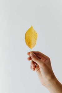 Kaboompics - Yellow Leaf Held in Hand for Autumn Blog and Seasonal Graphics