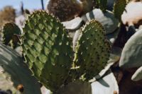 Kaboompics - Close-Up Green Prickly Pear Cactus Pads with Spines and Blue Sky Background