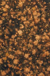 Kaboompics - Dried Wildflower Seed Heads in Warm Autumn Light