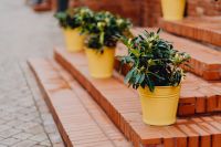 Kaboompics - Close-Up of Potted Green Shrubs in Yellow Pots on Manufaktura Brick Steps