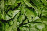 Kaboompics - Close-Up of Fresh Green Lettuce Leaves