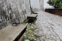 Kaboompics - Pigeon on Stone Bench beside Krakow Castle Wall