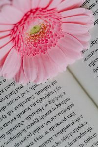 Kaboompics - Macro Pink Gerbera and Printed Book Page