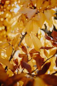 Kaboompics - Close-Up Magnolia Branch with Golden Leaves