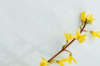 Kaboompics - Forsythia - Easter Tree