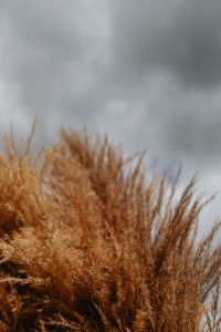 Kaboompics - Soft-Focus Pampas Plumes against an Overcast Sky
