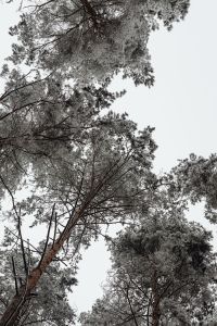 Kaboompics - Looking Up Through Frosted Pine Trees Against White Sky