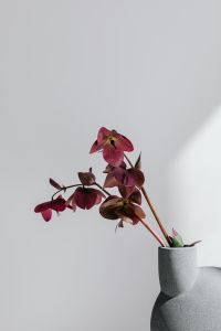 Kaboompics - Close-Up of Burgundy Hellebore Flowers in a Vase