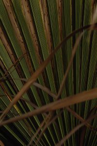 Kaboompics - Striped Palm Leaf Texture with Natural Shadows