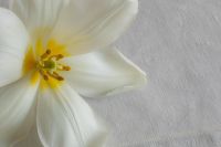 Kaboompics - White Flower Petals on Textured Cloth