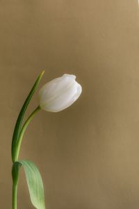 Kaboompics - Single White Tulip Close-Up