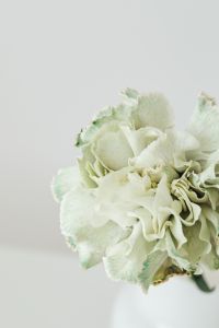 Kaboompics - Colorful carnations flowers - Dianthus caryophyllus