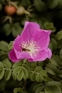 Kaboompics - Wasp in the wild rose