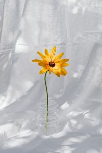 Kaboompics - Yellow Flower in Clear Vase With Sunlit Fabric Shadows