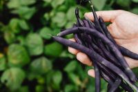 Kaboompics - Close-Up of Purple Bean Pods Resting Across an Open Palm