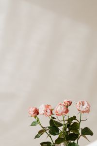 Kaboompics - Pink Rose Bouquet with Generous Copy Space on Neutral Background