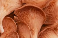 Kaboompics - Peach Oyster Mushrooms Close-Up