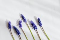 Kaboompics - Grape hyacinth flower - Muscari