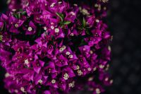 Kaboompics - Flower shop in Castelfranco Veneto, Italy