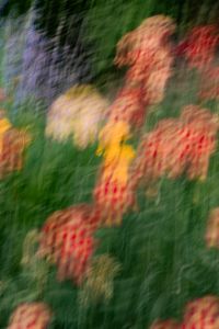 Kaboompics - Colorful Red, Yellow and Pink Flowers in Motion Blur